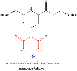 membrane binding