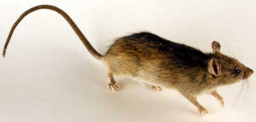 brown rat