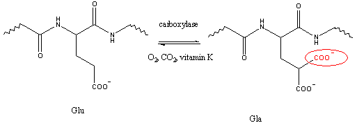 Conversion of Glu to Gla